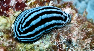 Phyllidiella rosans